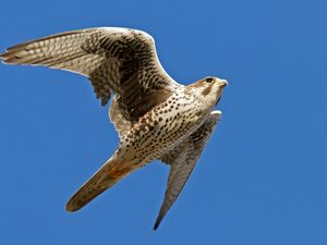 Preview wallpaper falcon, bird, flying, wings flapping, sky