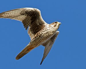 Preview wallpaper falcon, bird, flying, wings flapping, sky