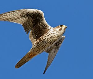 Preview wallpaper falcon, bird, flying, wings flapping, sky