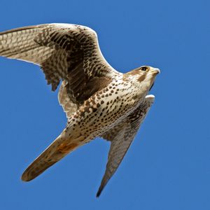 Preview wallpaper falcon, bird, flying, wings flapping, sky