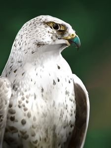 Preview wallpaper falcon, bird, glance, art