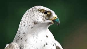 Preview wallpaper falcon, bird, glance, art