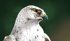 Preview wallpaper falcon, bird, glance, art