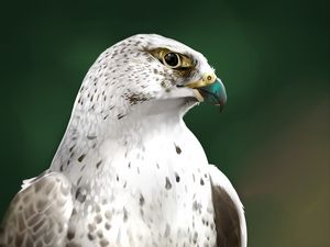 Preview wallpaper falcon, bird, glance, art