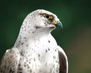 Preview wallpaper falcon, bird, glance, art