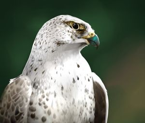 Preview wallpaper falcon, bird, glance, art