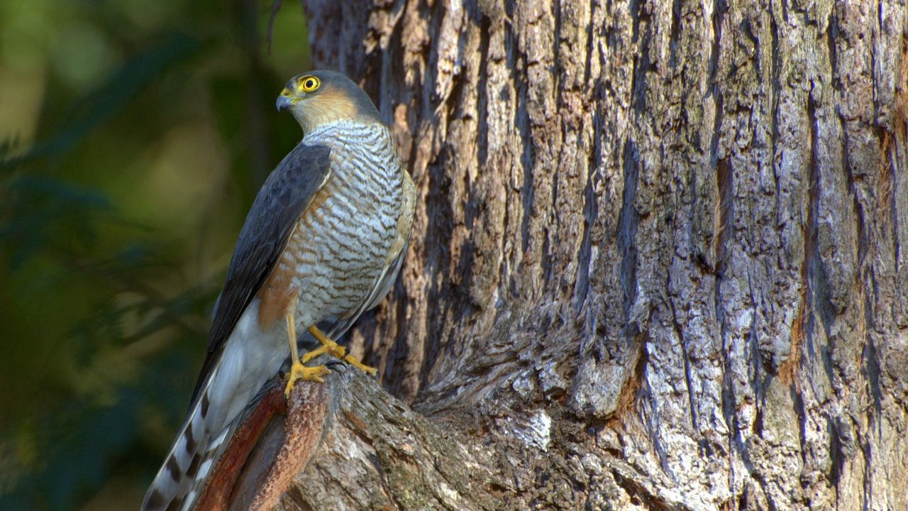 Wallpaper falcon, bird, hawk, wood