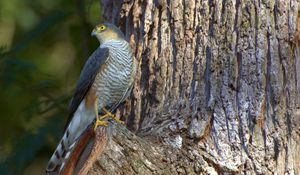 Preview wallpaper falcon, bird, hawk, wood