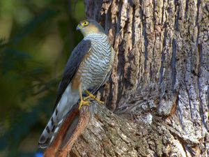 Preview wallpaper falcon, bird, hawk, wood