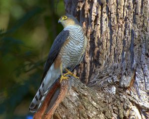 Preview wallpaper falcon, bird, hawk, wood