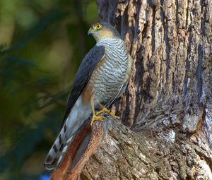 Preview wallpaper falcon, bird, hawk, wood