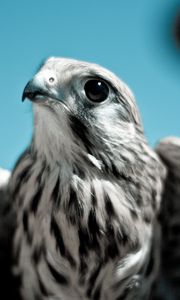 Preview wallpaper falcon, bird, predator, beak