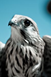 Preview wallpaper falcon, bird, predator, beak