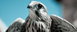 Preview wallpaper falcon, bird, predator, beak