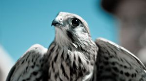 Preview wallpaper falcon, bird, predator, beak