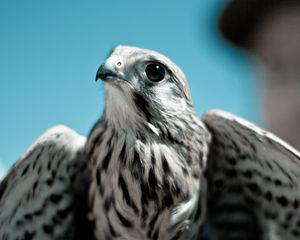 Preview wallpaper falcon, bird, predator, beak