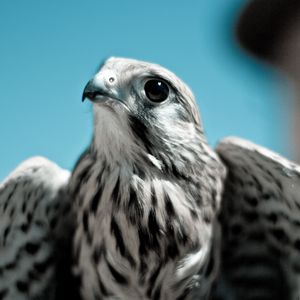 Preview wallpaper falcon, bird, predator, beak