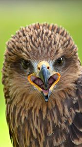Preview wallpaper falcon, bird, predator
