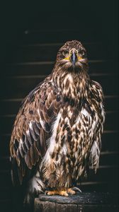 Preview wallpaper falcon, bird, predator, claws