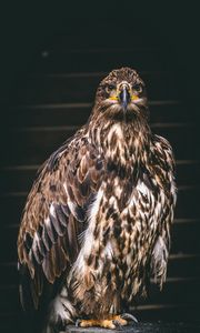 Preview wallpaper falcon, bird, predator, claws