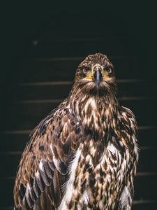 Preview wallpaper falcon, bird, predator, claws