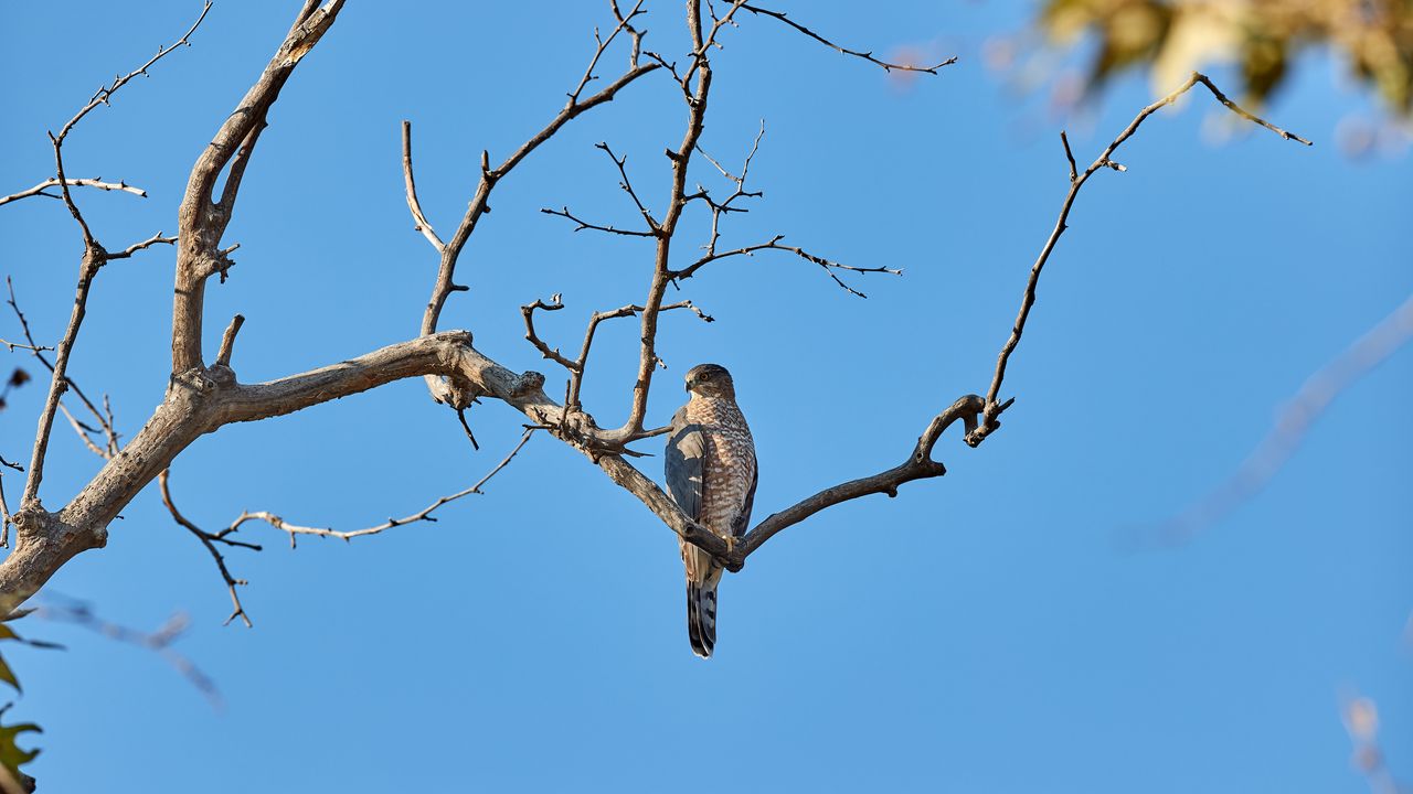 Wallpaper falcon, bird, predator, branch, tree