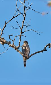 Preview wallpaper falcon, bird, predator, branch, tree