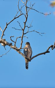 Preview wallpaper falcon, bird, predator, branch, tree