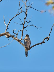 Preview wallpaper falcon, bird, predator, branch, tree