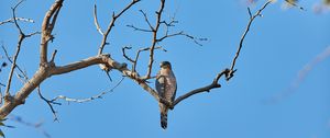 Preview wallpaper falcon, bird, predator, branch, tree