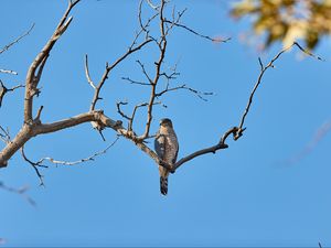 Preview wallpaper falcon, bird, predator, branch, tree