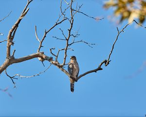 Preview wallpaper falcon, bird, predator, branch, tree