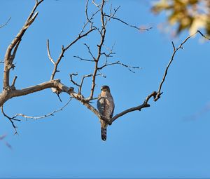 Preview wallpaper falcon, bird, predator, branch, tree