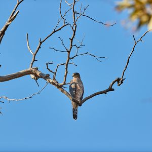 Preview wallpaper falcon, bird, predator, branch, tree