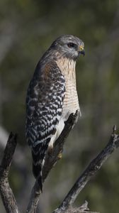 Preview wallpaper falcon, bird, predator, branches, wildlife