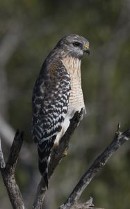 Preview wallpaper falcon, bird, predator, branches, wildlife