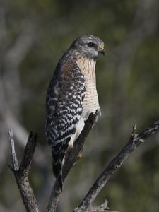 Preview wallpaper falcon, bird, predator, branches, wildlife