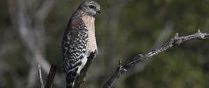 Preview wallpaper falcon, bird, predator, branches, wildlife