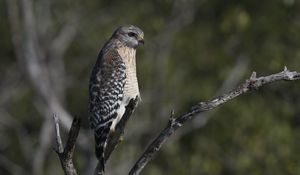 Preview wallpaper falcon, bird, predator, branches, wildlife