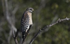 Preview wallpaper falcon, bird, predator, branches, wildlife