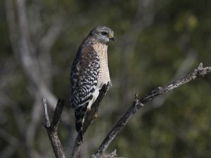 Preview wallpaper falcon, bird, predator, branches, wildlife