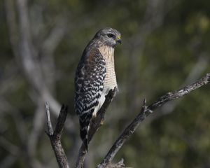 Preview wallpaper falcon, bird, predator, branches, wildlife