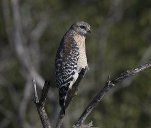 Preview wallpaper falcon, bird, predator, branches, wildlife