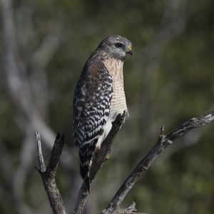 Preview wallpaper falcon, bird, predator, branches, wildlife