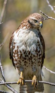 Preview wallpaper falcon, bird, predator, branches, tree, wildlife