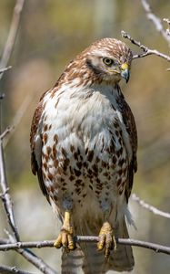 Preview wallpaper falcon, bird, predator, branches, tree, wildlife