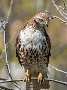 Preview wallpaper falcon, bird, predator, branches, tree, wildlife