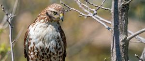 Preview wallpaper falcon, bird, predator, branches, tree, wildlife