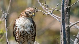 Preview wallpaper falcon, bird, predator, branches, tree, wildlife