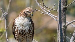 Preview wallpaper falcon, bird, predator, branches, tree, wildlife